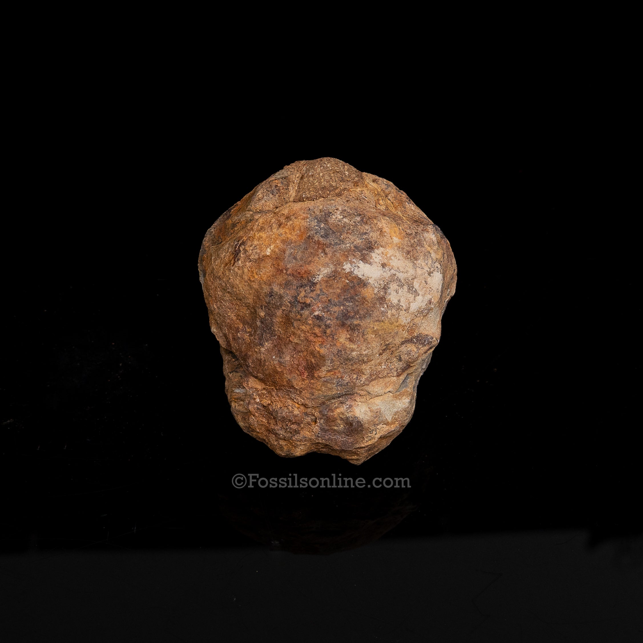 Ordovician Trilobite Geode