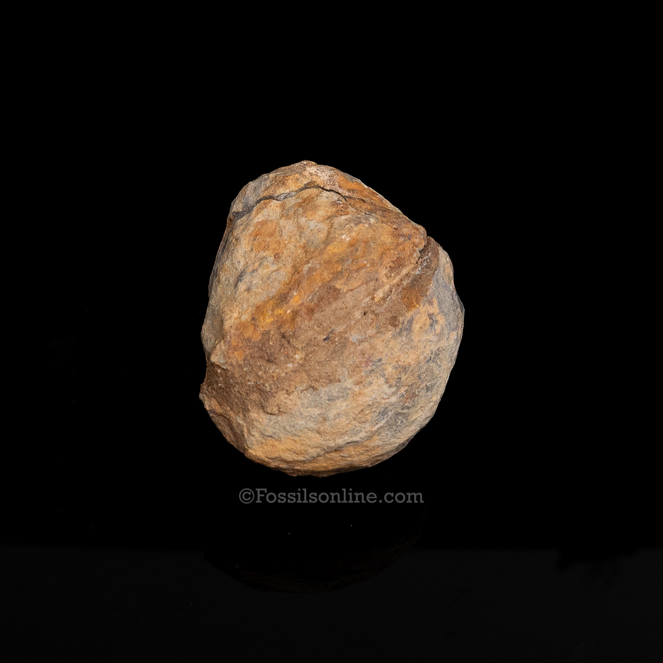 Ordovician Trilobite Geode