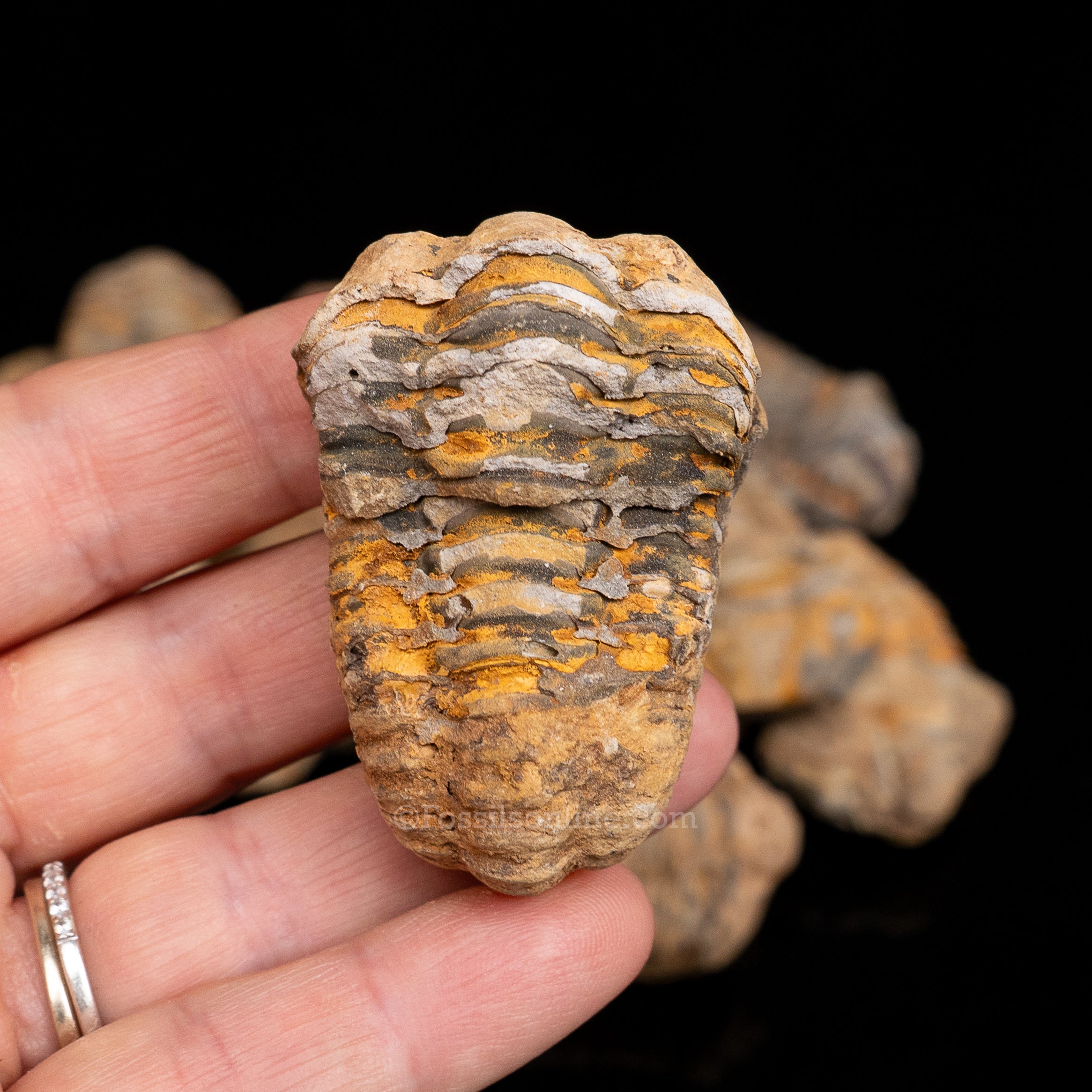 Ordovician Trilobite