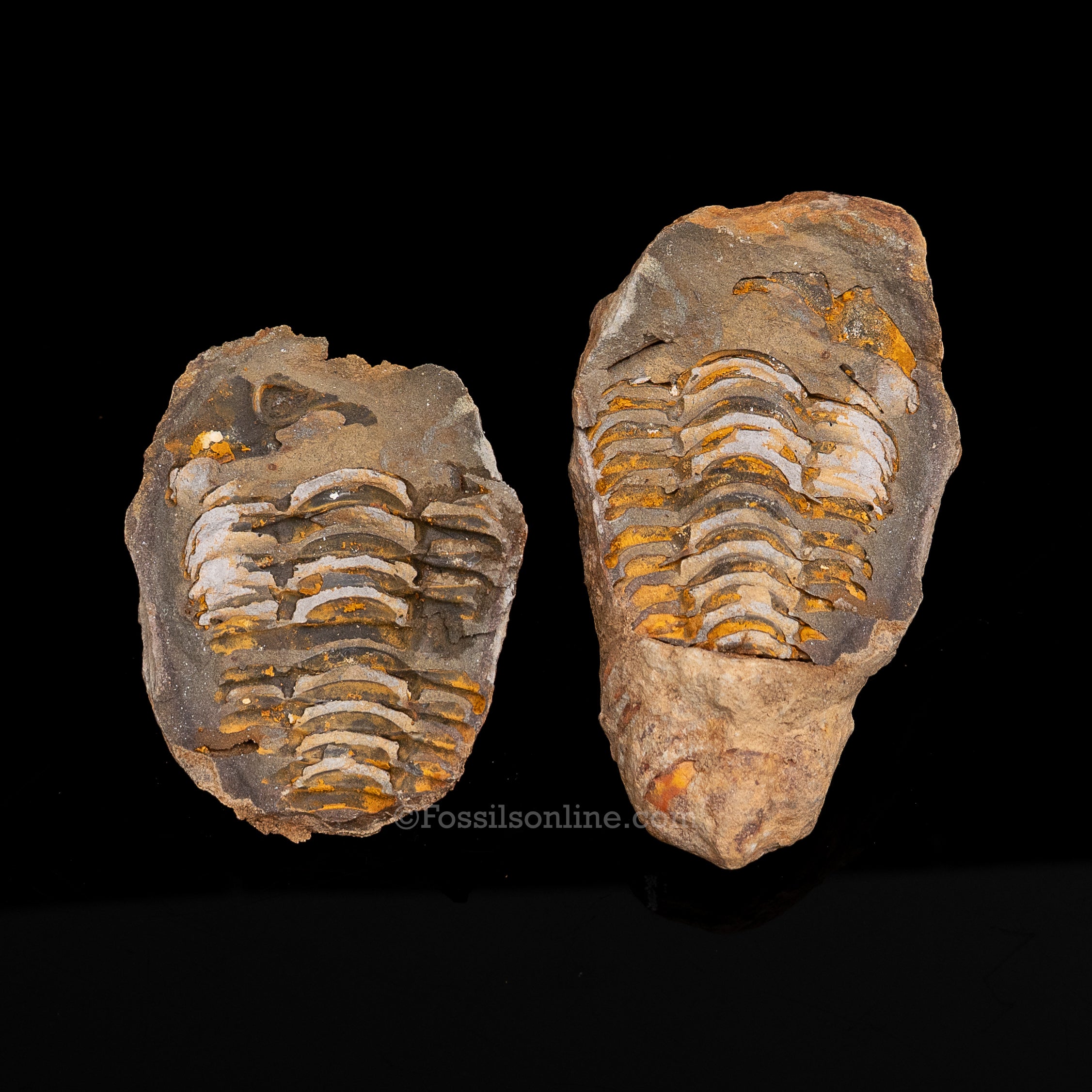 Ordovician Trilobite Geode
