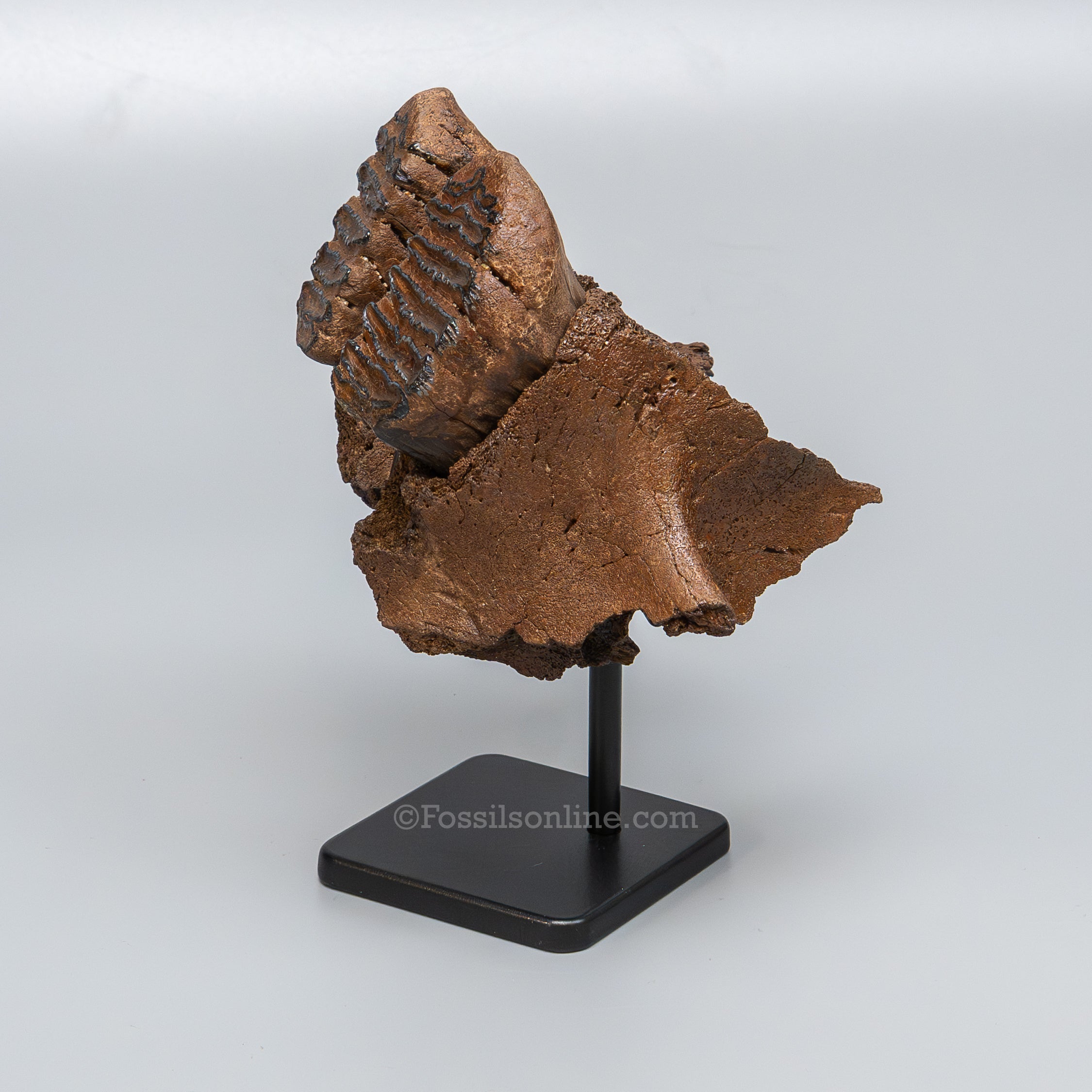 Juvenile Woolly Mammoth Maxilla on Display Stand