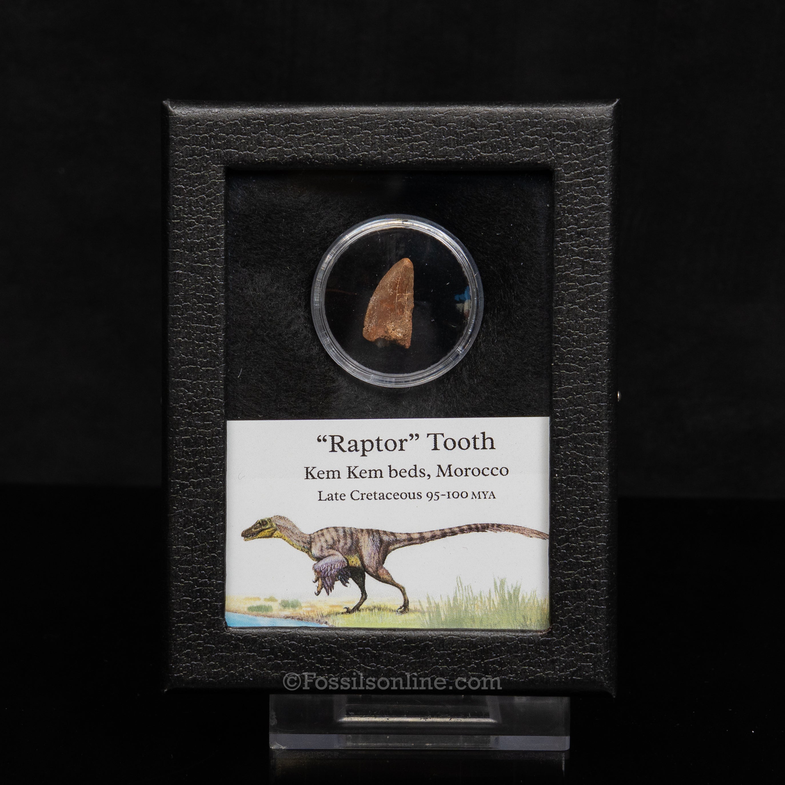 Theropod Dinosaur Tooth "Raptor" in a sm display case