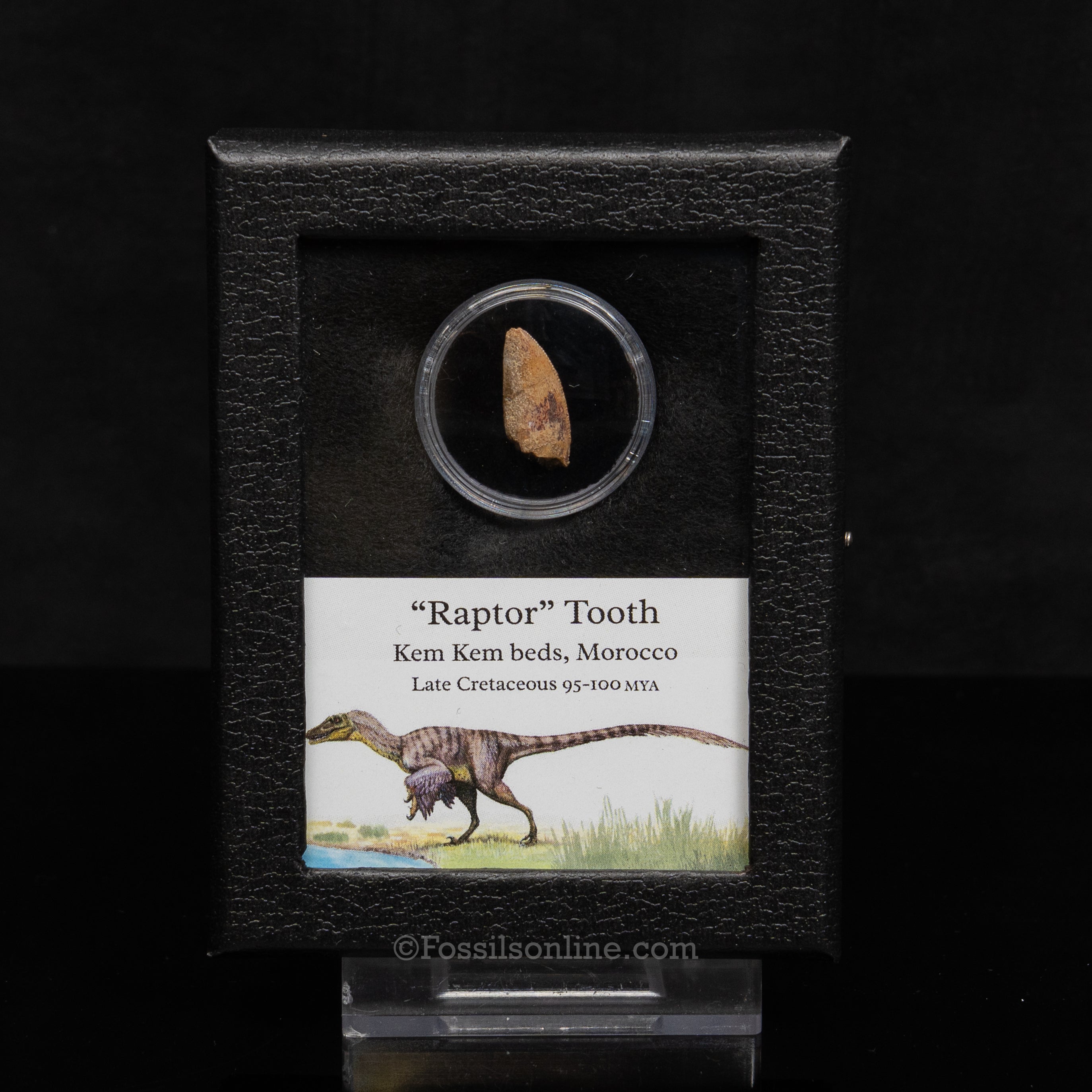 Theropod Dinosaur Tooth "Raptor" in a sm display case